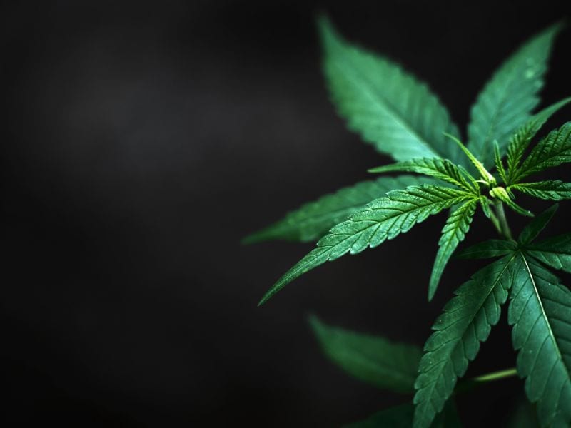 North Carolina Marijuana & Cannabis Laws [Updated 2024]